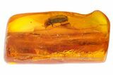 Fossil Fly (Diptera) & Large Beetle (Coleoptera) In Baltic Amber #142252-1